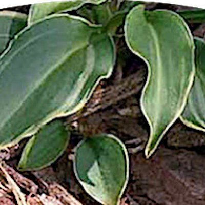 Hosta Imp