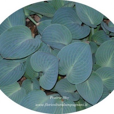 Hosta prairie Sky in vaso