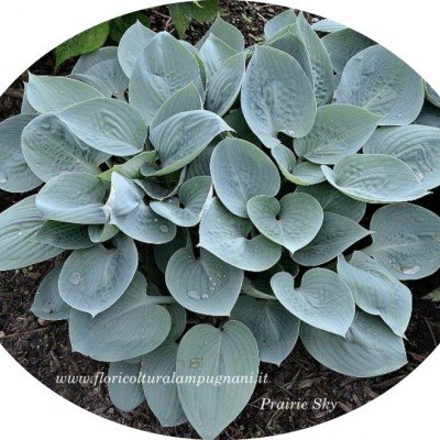 Hosta prairie Sky in vaso