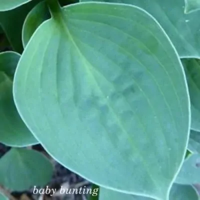 Hosta Baby Butting