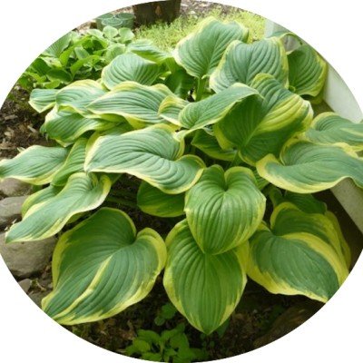 Hosta Fragrant Bouquet in...