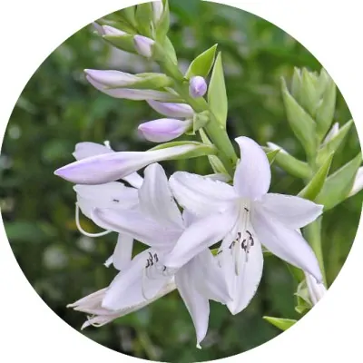 Hosta Fragrant Bouquet in...