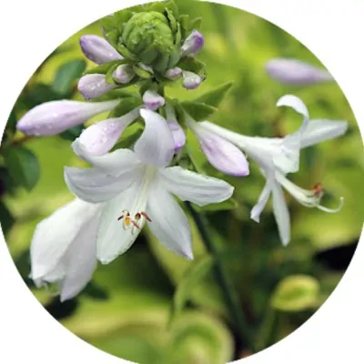 Hosta Fragrant Bouquet