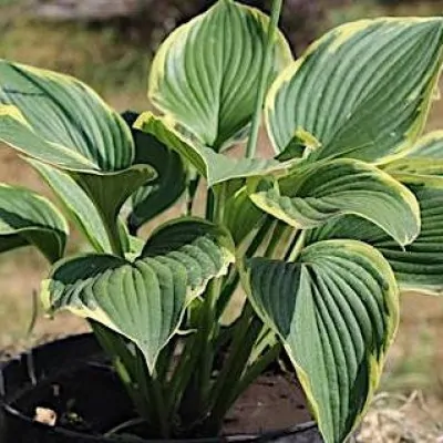 Hosta Yellow River