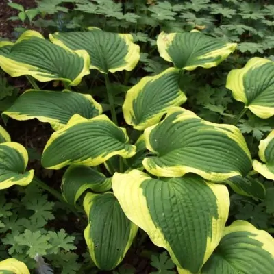 Hosta Yellow River in vaso