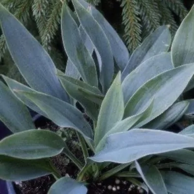 Hosta Hadspen Heron