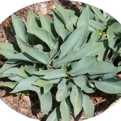 Hosta hadspen Heron in vaso