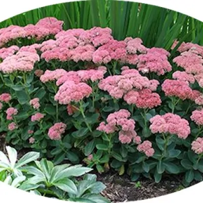 Sedum 'Autumn Joy'