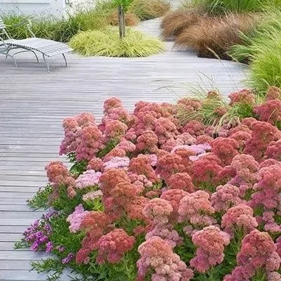 Sedum spectabile...