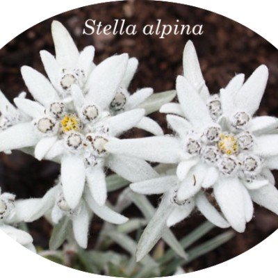 Leontopodium alpinum (Stella alpina) coltivata