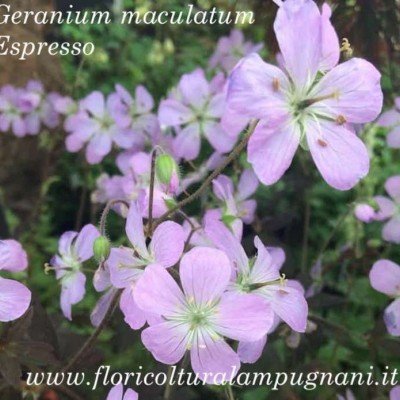 Geranium maculatum'Espresso'