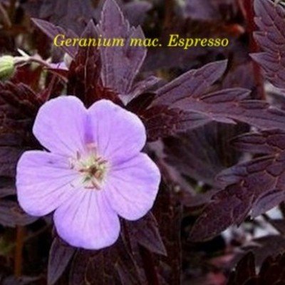 Geranium maculatum'Espresso'