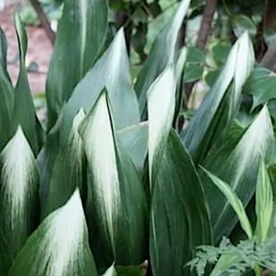 Aspidistra elatior Asahi in...