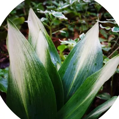 Aspidistra elatior Asahi in...