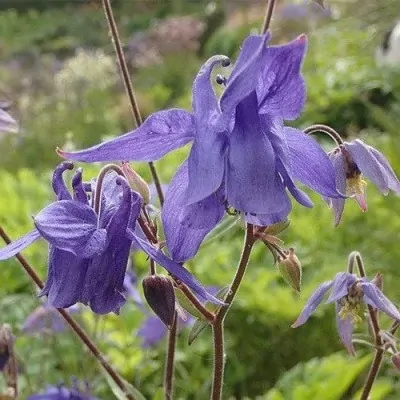 Aquilegia alpina