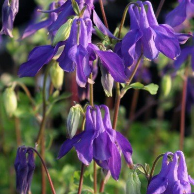 Aquilegia alpina