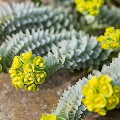 Euphorbia Myrsinites vaso 13