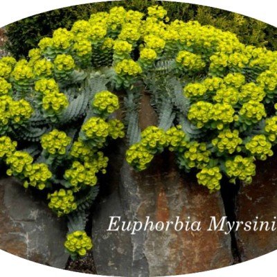 Euphorbia Myrsinites vaso 13