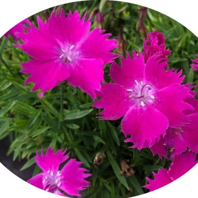 Dianthus 'Kahori'®  vaso 13