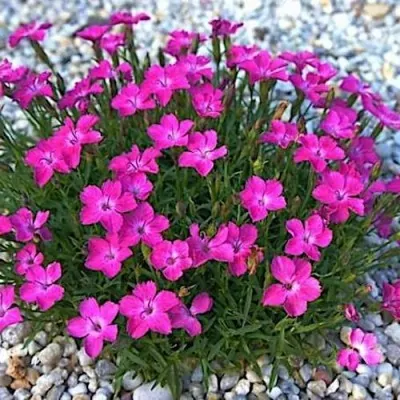 Dianthus 'Kahori'®  vaso 13