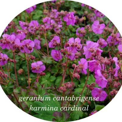 Geranium cantabrigiense 'Westray' ®