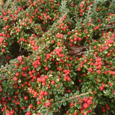 Cotoneaster microphyllus...