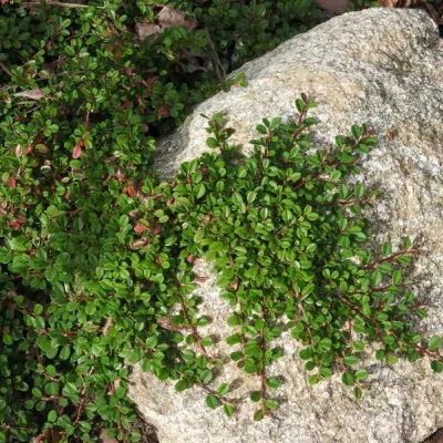 Cotoneaster microphyllus...