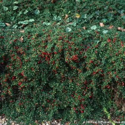 Cotoneaster microphyllus...