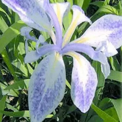 Iris Laevigata Mottled Beauty