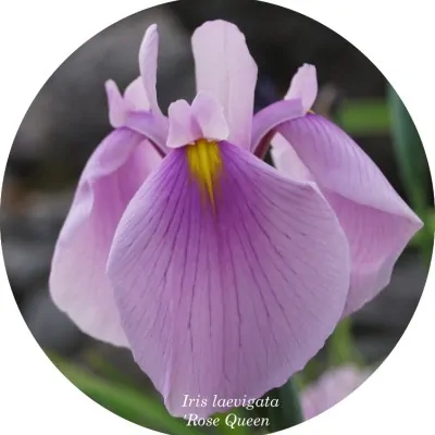 Iris laevigata 'Rose Queen...