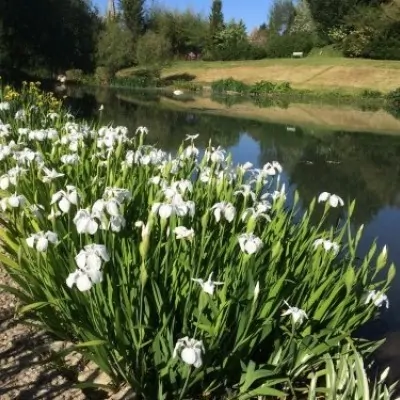 Iris laevigata 'Snowdrift...