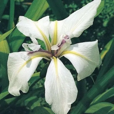 Iris laevigata 'Snowdrift...