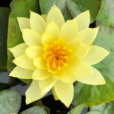 Nymphaea 'Moorei'  in vaso