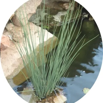 Juncus Blue Arrow