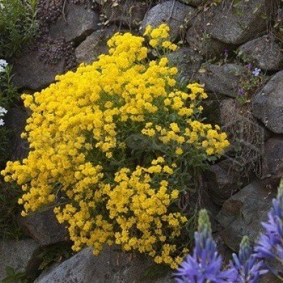 Alyssum Saxatile...