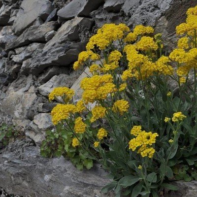 Alyssum Saxatile...