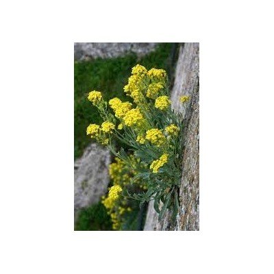 Alyssum Saxatile...