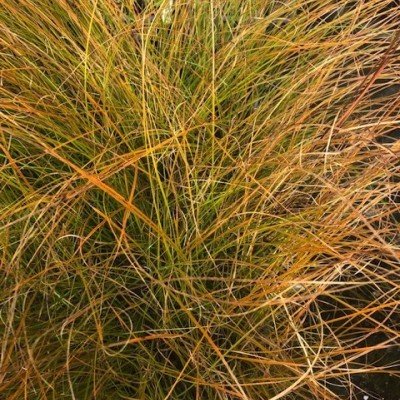 Carex Testacea vaso 9