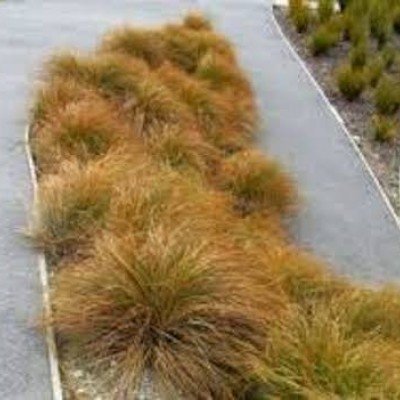 Carex Testacea vaso 9