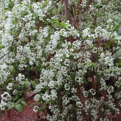 Cornus florida subsp....