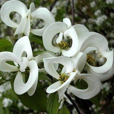 Cornus florida subsp....