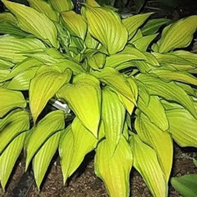 Hosta Chinese sunrise