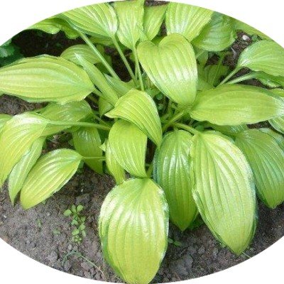 Hosta Chinese sunrise