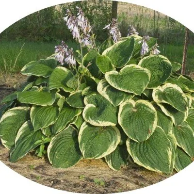 Hosta Christmas Tree