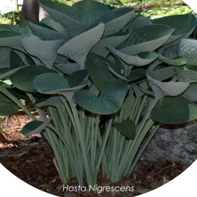 Hosta Nigrescens in vaso