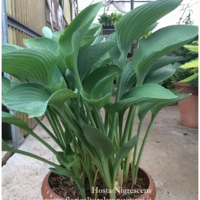 Hosta Nigrescens in vaso