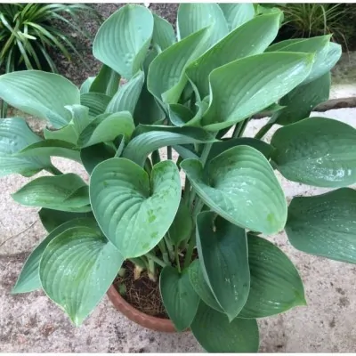 Hosta Nigrescens in vaso