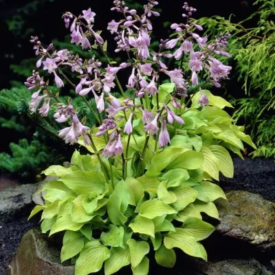 Hosta Birchwood Parky's gold