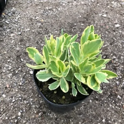 Sedum telephium 'Lajos' ®...