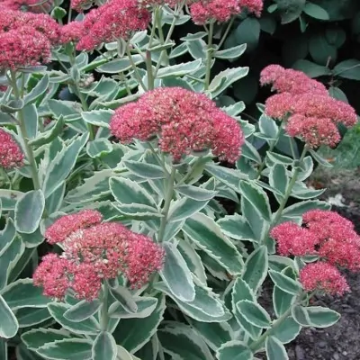 Sedum telephium 'Lajos' ®...